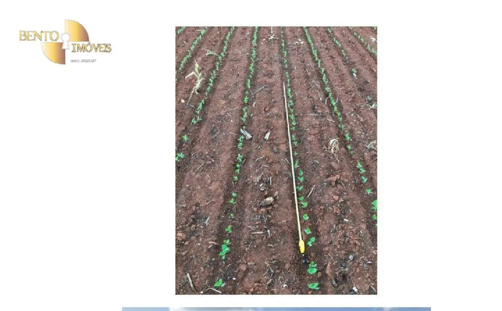 Fazenda à venda de 4.900 ha em Diamantino, MT, Brasil