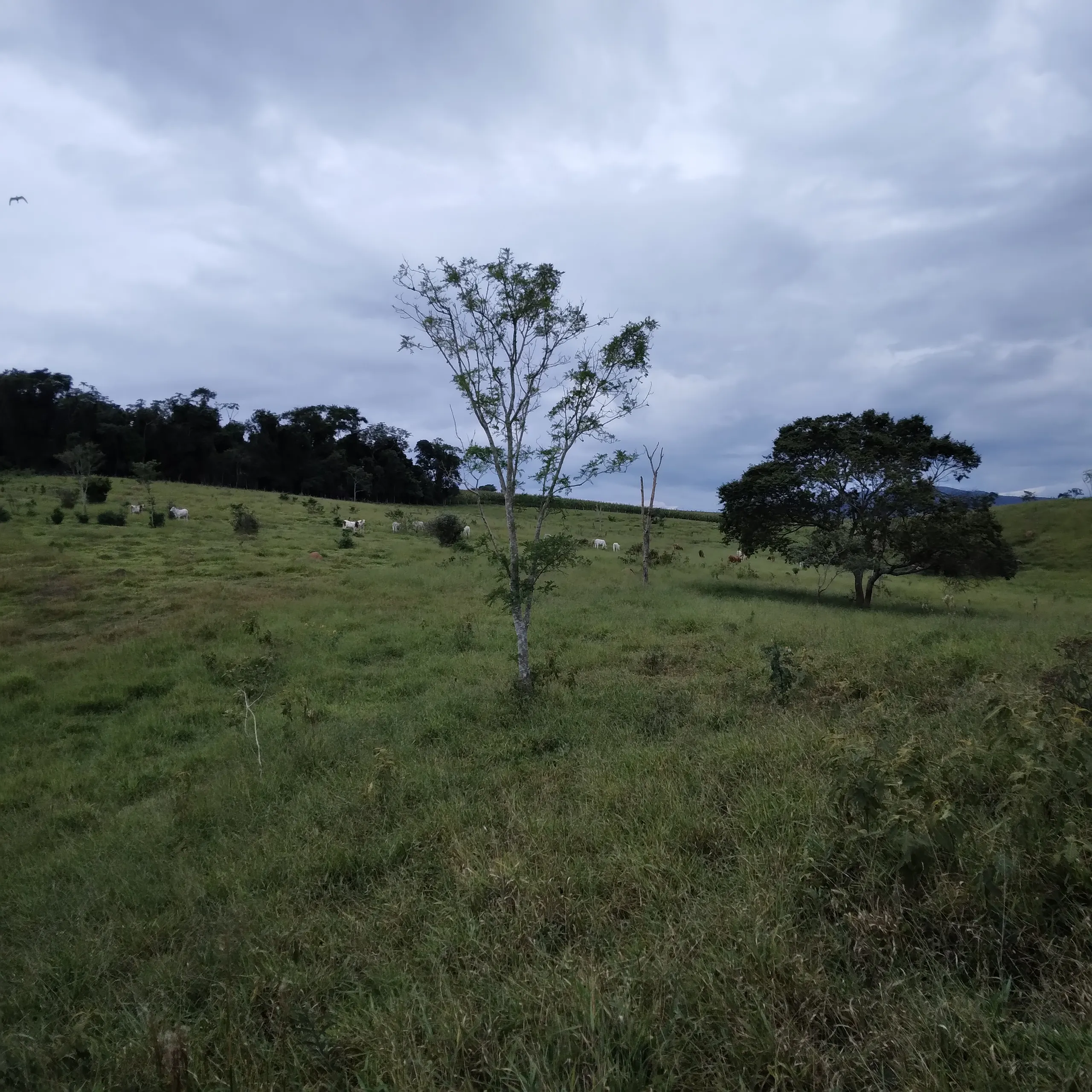 Sítio à venda de 21 ha em Lagoinha, SP, Brasil