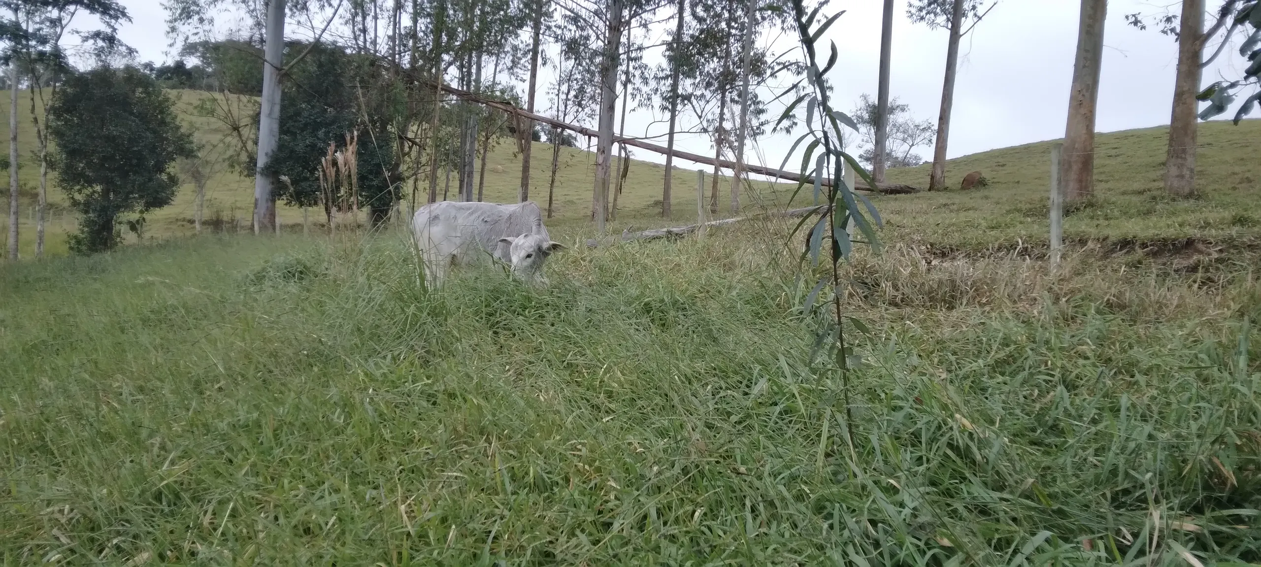 Sítio à venda de 21 ha em Lagoinha, SP, Brasil