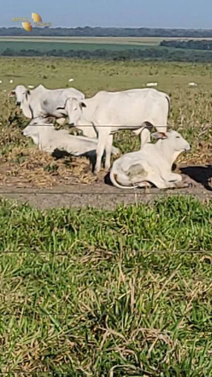 Farm for sale of 6,753 acres in Canarana, MT, Brazil
