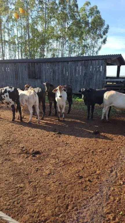 Farm for sale of 6,753 acres in Canarana, MT, Brazil