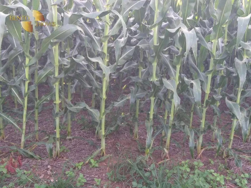 Farm for sale of 6,753 acres in Canarana, MT, Brazil