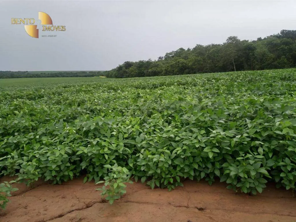 Farm for sale of 6,753 acres in Canarana, MT, Brazil