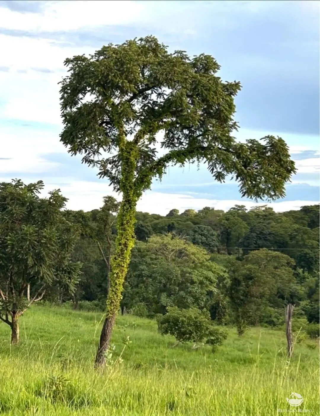 Fazenda à venda de 883 ha em Sandolândia, TO, Brasil