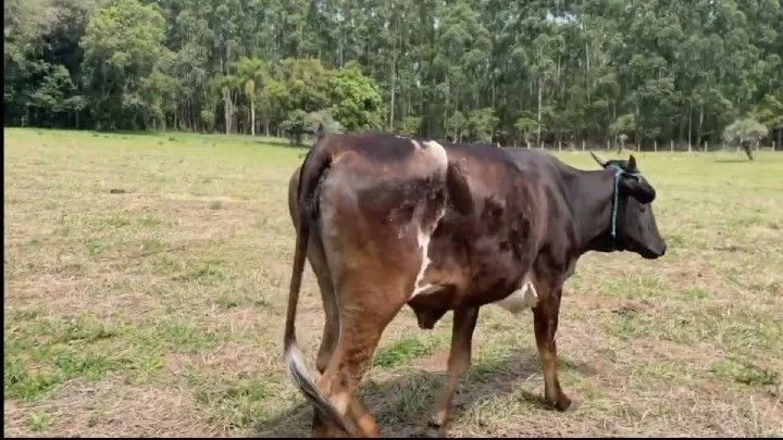 Terreno à venda de 4.800 m² em Torres, RS, Brasil