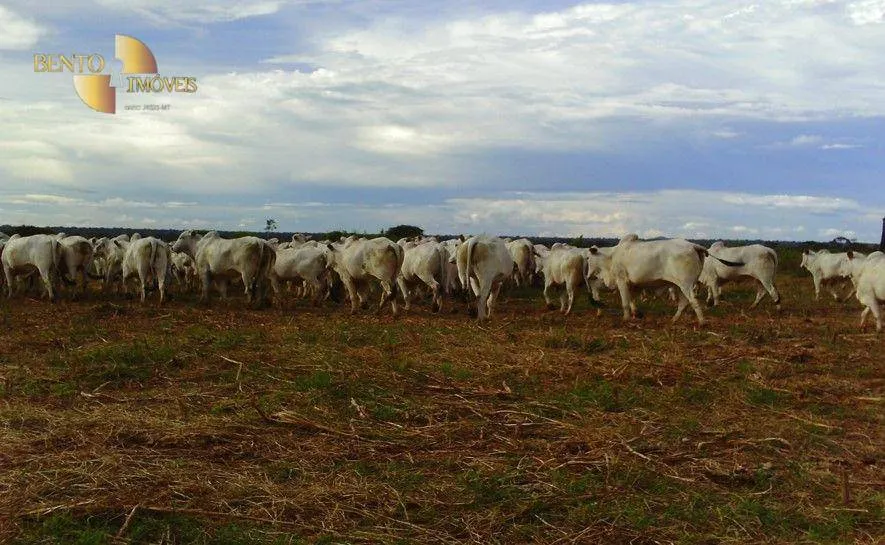 Fazenda à venda de 8.300 ha em Comodoro, MT, Brasil