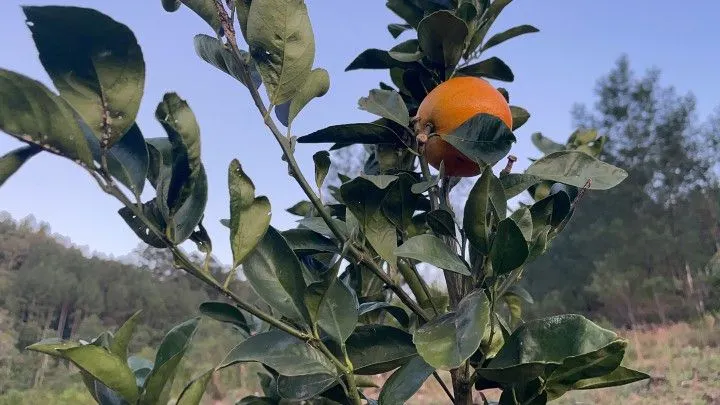 Chácara à venda de 1 ha em Rolante, RS, Brasil