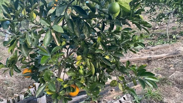 Chácara à venda de 1 ha em Rolante, RS, Brasil