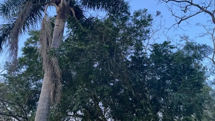 Chácara à venda de 1 ha em Rolante, RS, Brasil