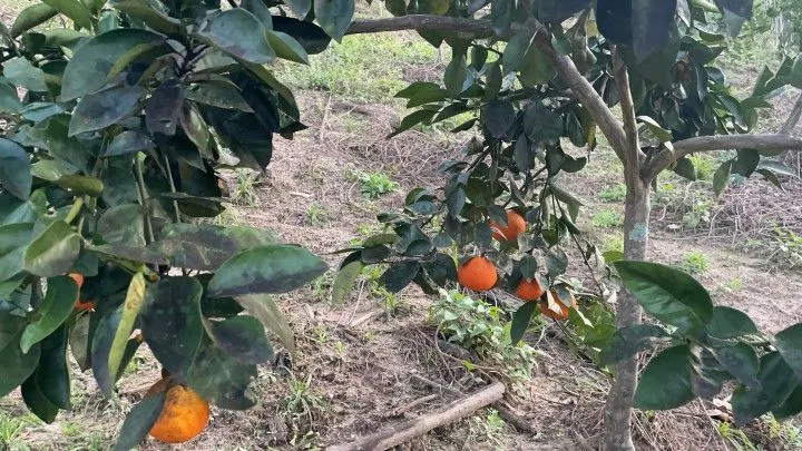 Chácara à venda de 1 ha em Rolante, RS, Brasil