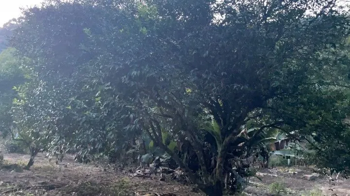 Chácara à venda de 1 ha em Rolante, RS, Brasil