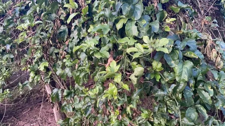 Chácara à venda de 1 ha em Rolante, RS, Brasil