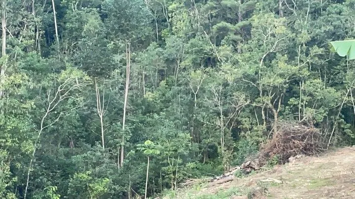 Chácara à venda de 1 ha em Rolante, RS, Brasil