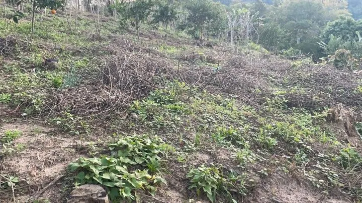 Chácara à venda de 1 ha em Rolante, RS, Brasil