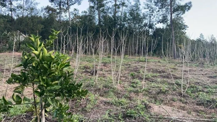 Chácara à venda de 1 ha em Rolante, RS, Brasil