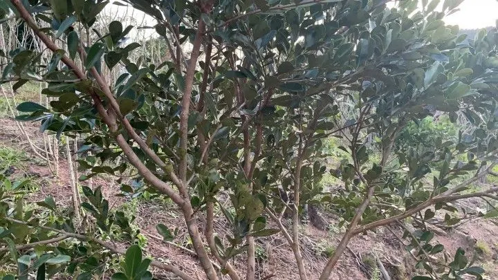 Chácara à venda de 1 ha em Rolante, RS, Brasil
