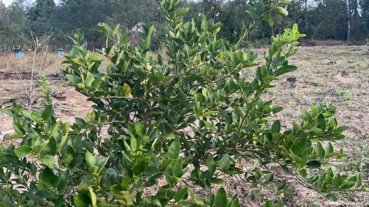 Chácara à venda de 1 ha em Rolante, RS, Brasil