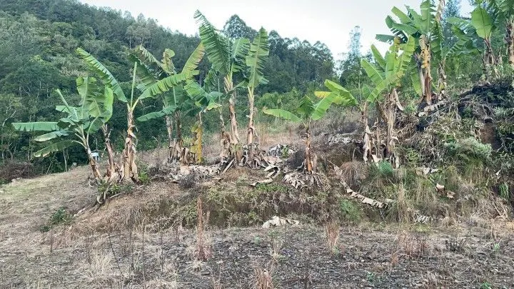 Chácara à venda de 1 ha em Rolante, RS, Brasil