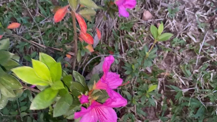 Chácara à venda de 1 ha em Rolante, RS, Brasil