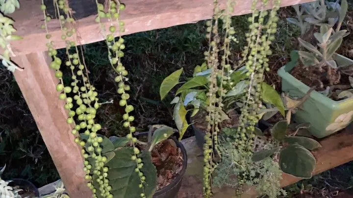 Chácara à venda de 1 ha em Rolante, RS, Brasil
