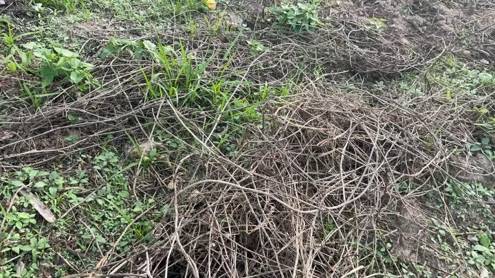 Chácara à venda de 1 ha em Rolante, RS, Brasil