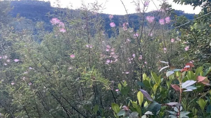 Chácara à venda de 1 ha em Rolante, RS, Brasil