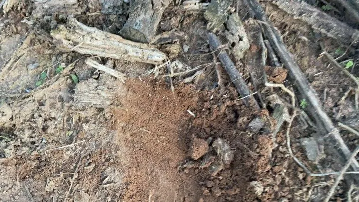 Chácara à venda de 1 ha em Rolante, RS, Brasil