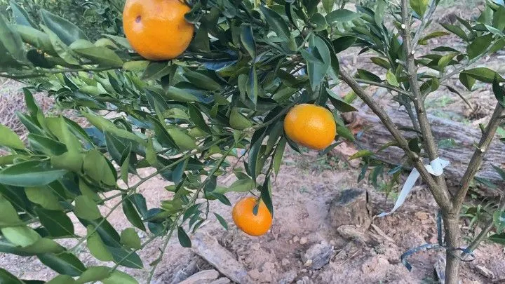 Chácara à venda de 1 ha em Rolante, RS, Brasil