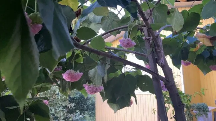 Chácara à venda de 1 ha em Rolante, RS, Brasil