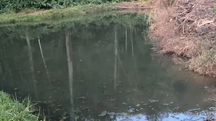 Chácara à venda de 1 ha em Rolante, RS, Brasil