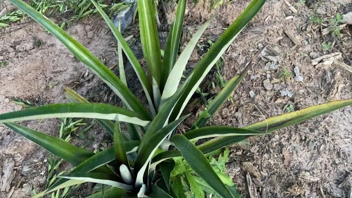 Chácara à venda de 1 ha em Rolante, RS, Brasil