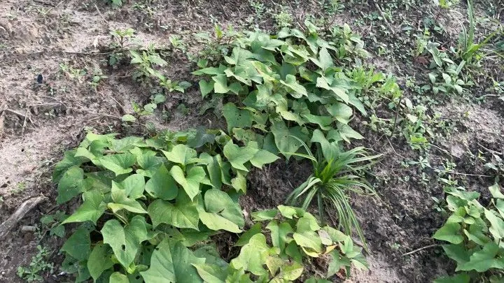 Chácara à venda de 1 ha em Rolante, RS, Brasil