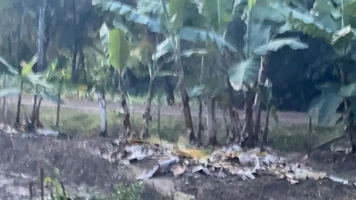 Chácara à venda de 1 ha em Rolante, RS, Brasil