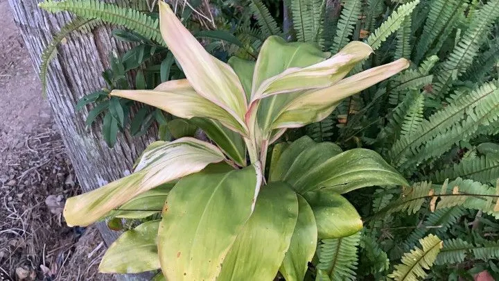 Chácara à venda de 1 ha em Rolante, RS, Brasil