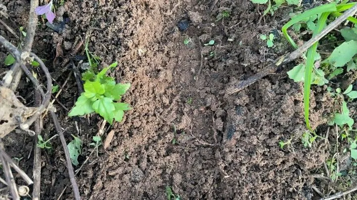 Chácara à venda de 1 ha em Rolante, RS, Brasil