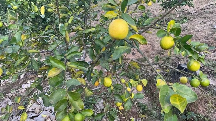 Chácara à venda de 1 ha em Rolante, RS, Brasil