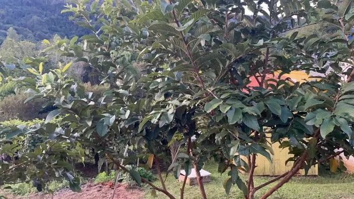 Chácara à venda de 1 ha em Rolante, RS, Brasil