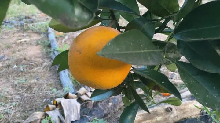 Chácara à venda de 1 ha em Rolante, RS, Brasil
