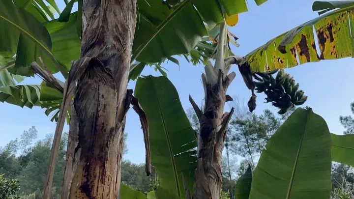 Chácara à venda de 1 ha em Rolante, RS, Brasil
