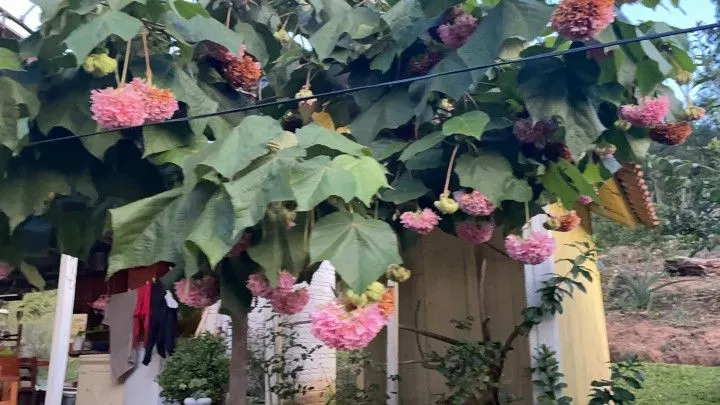 Chácara à venda de 1 ha em Rolante, RS, Brasil