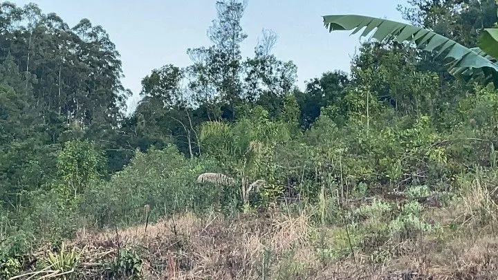 Chácara à venda de 1 ha em Rolante, RS, Brasil