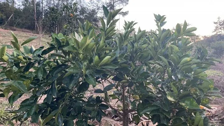 Chácara à venda de 1 ha em Rolante, RS, Brasil