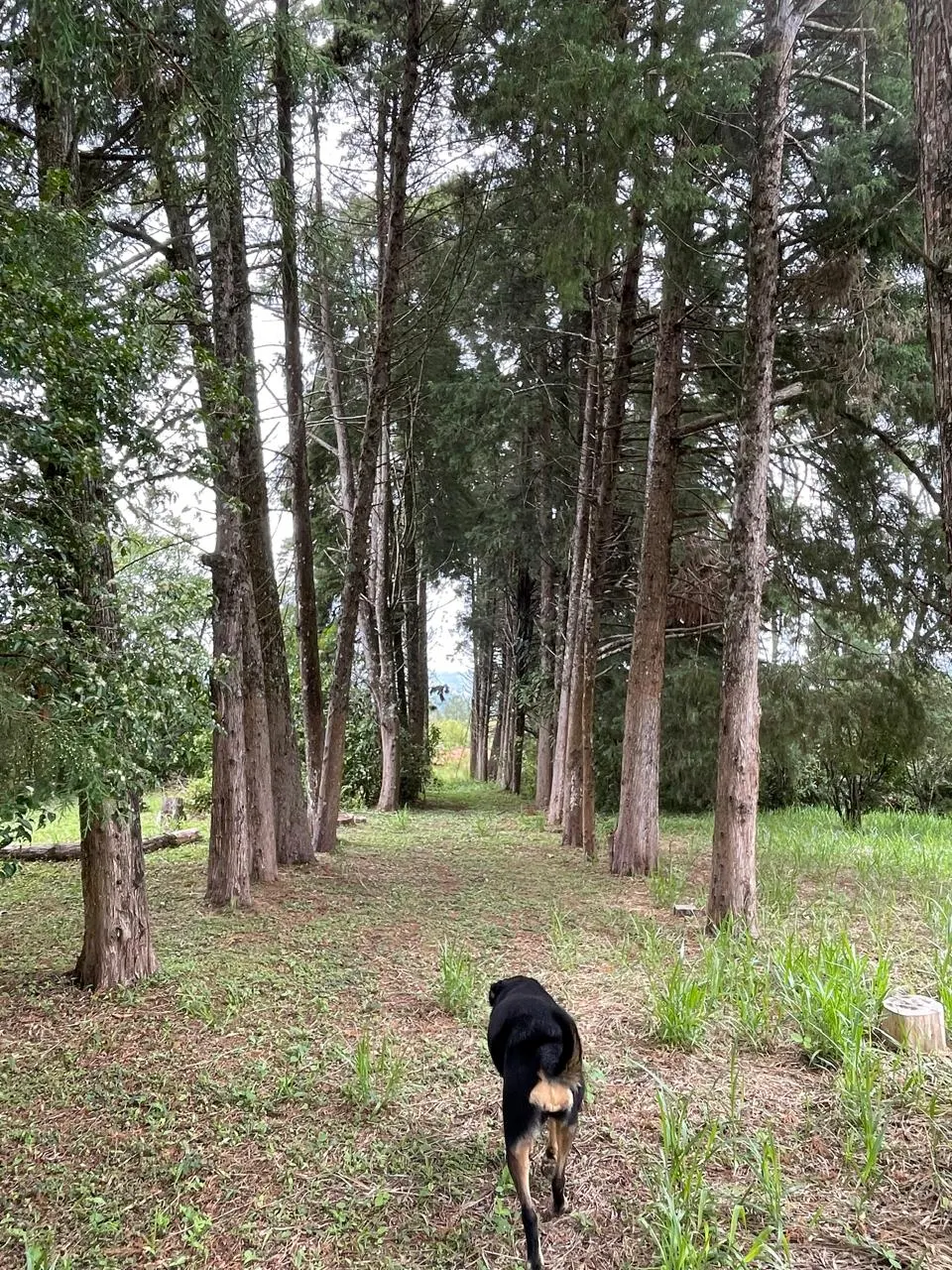 Sítio à venda de 3 ha em Campo Limpo Paulista, SP, Brasil