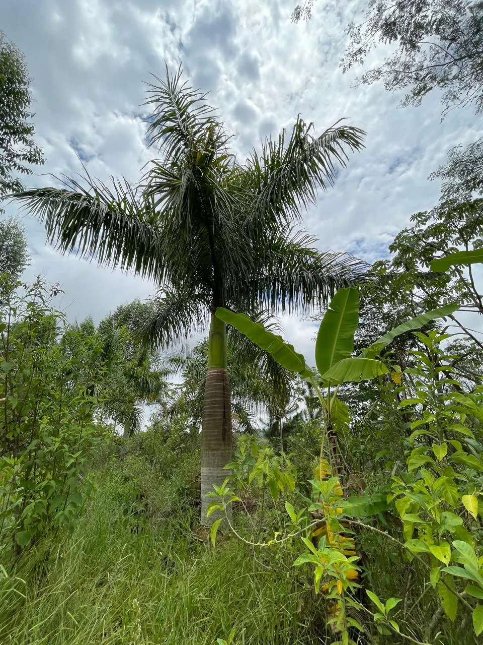 Sítio à venda de 3 ha em Campo Limpo Paulista, SP, Brasil