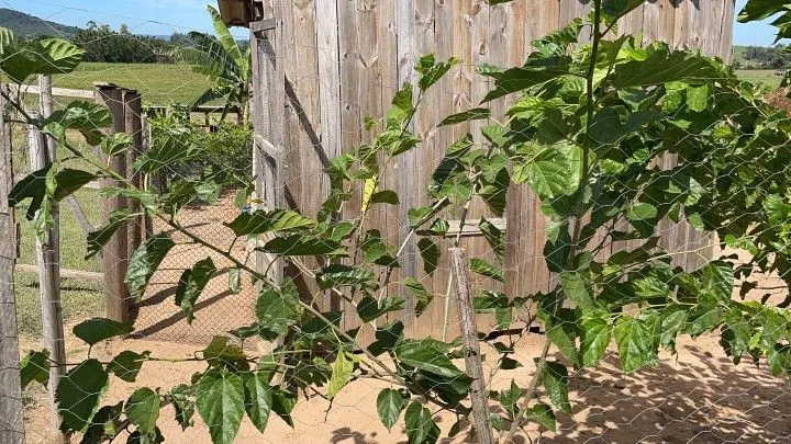 Chácara à venda de 4.800 m² em Santo Antônio da Patrulha, RS, Brasil