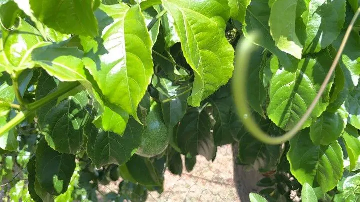 Chácara à venda de 4.800 m² em Santo Antônio da Patrulha, RS, Brasil