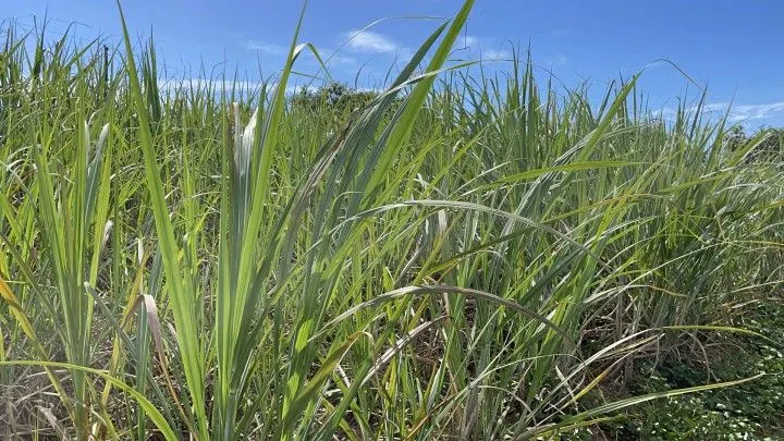 Chácara à venda de 4.800 m² em Santo Antônio da Patrulha, RS, Brasil