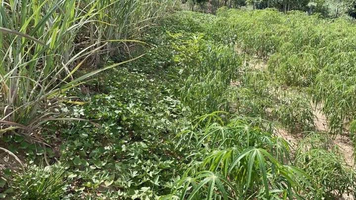 Chácara à venda de 4.800 m² em Santo Antônio da Patrulha, RS, Brasil