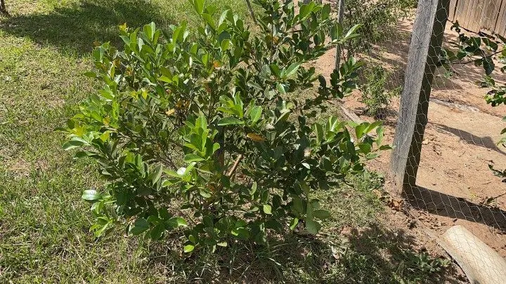Chácara à venda de 4.800 m² em Santo Antônio da Patrulha, RS, Brasil