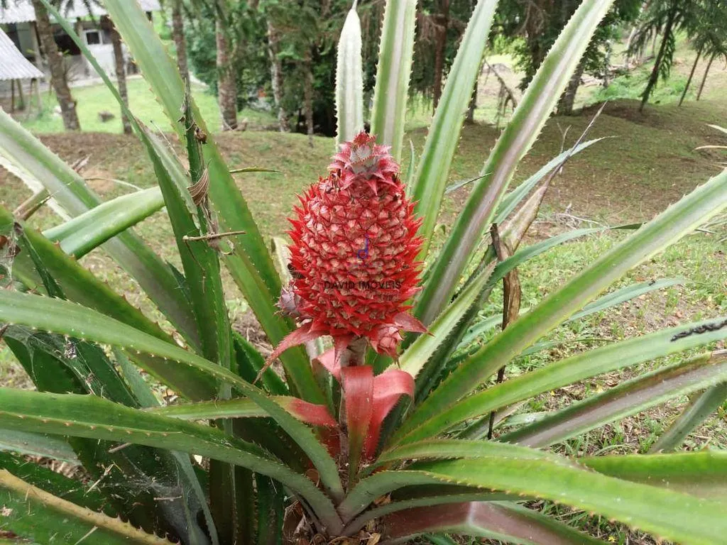 Sítio à venda de 10 ha em Natividade da Serra, SP, Brasil